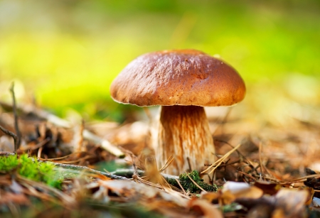 Cep Mushroom Growing in Autumn Forest  Boletus の写真素材