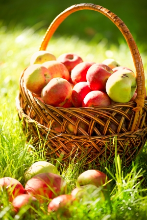 Organic Apples in the Basket  Orchard  Garden の写真素材