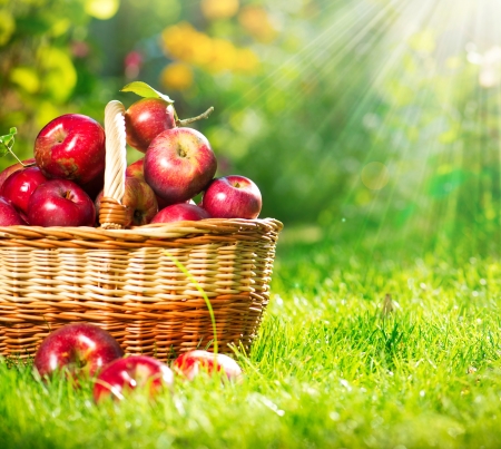 Organic Apples in the Basket  Orchard  Garden の写真素材