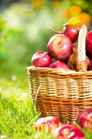 Organic Apples in the Basket  Orchard  Garden