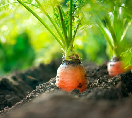 Organic Carrots  Carrot Growing Closeup の写真素材