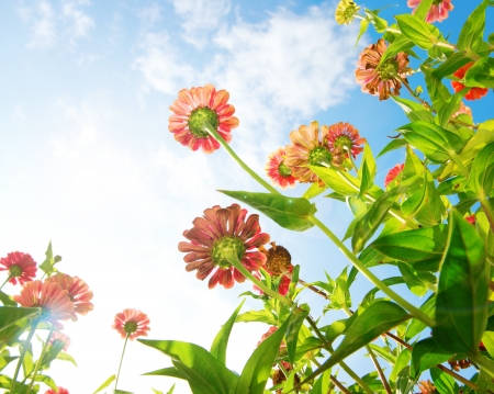 Flowers Over Blue Sky  Zinnia flower  Autumn Flowersの写真素材