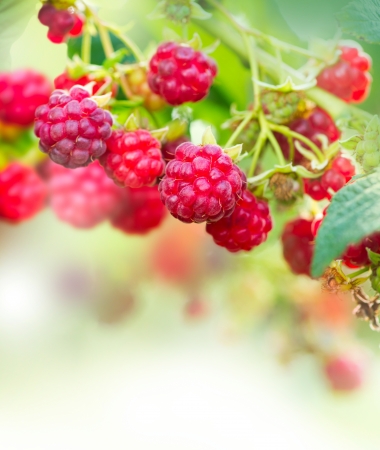 Raspberry  Growing Organic Berries Art Design の写真素材