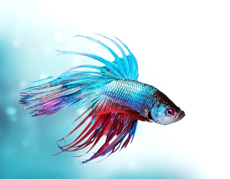 Colorful Betta Fish closeup  Dragon Fish  Aquariumの写真素材