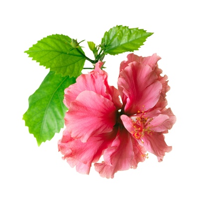 Hibiscus Flower isolated on a White Background の写真素材