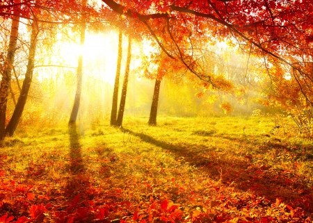 Autumnal Park  Autumn Trees and Leaves  Fall の写真素材