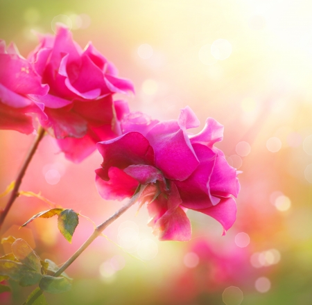 Roseの写真素材