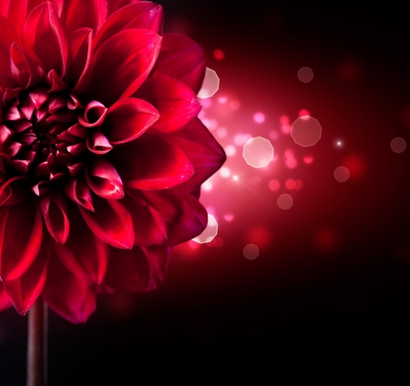 Dahlia Flower Design over Black Background の写真素材