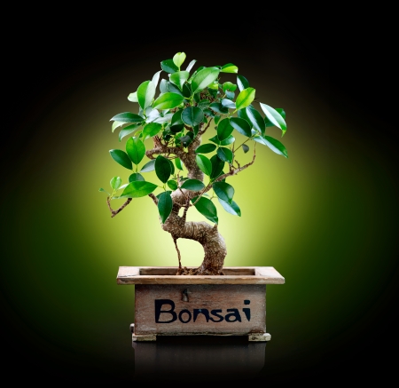 Bonsai isolated on Black background の写真素材