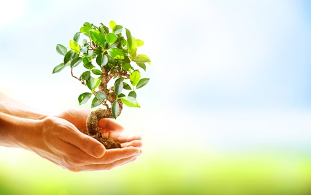 Human Hands Holding Green Plant Over Nature Background の写真素材