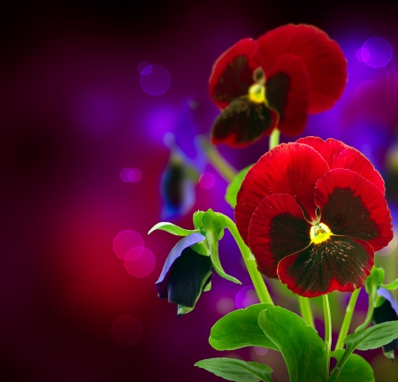 Spring Flowers Pansy over Black の写真素材