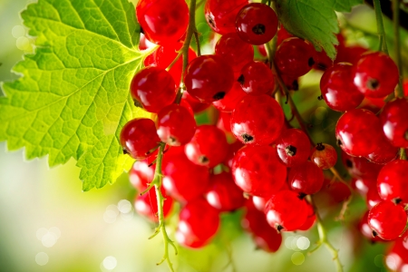 Redcurrant  Ripe and Fresh Organic Red Currant Berries Growing の写真素材