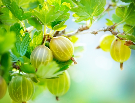 Gooseberry  Fresh and Ripe Organic Gooseberries Growingの写真素材