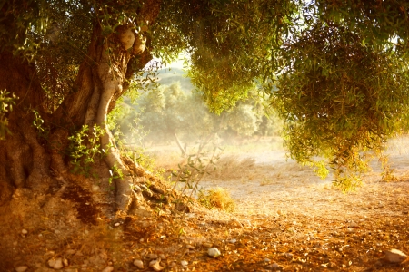 Old Olive Tree の写真素材