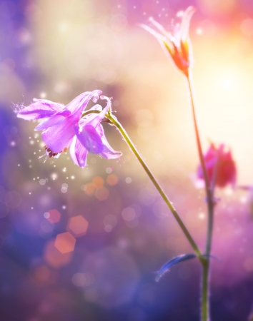 Flowers  Floral Abstract Purple Design  Soft Focusの写真素材