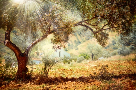 Olive Trees