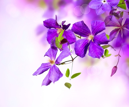 Clematis Flower  Violet Clematis Flowers Art Border Design の写真素材