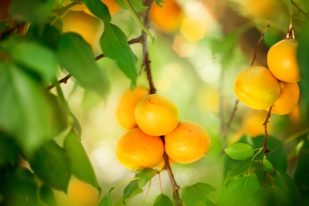 Apricot Growing  Ripe Apricots in Orchard  Organic Fruits の写真素材