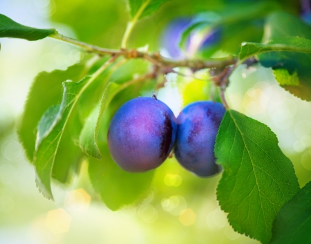 Organic Ripe Plums Growing in orchard の写真素材