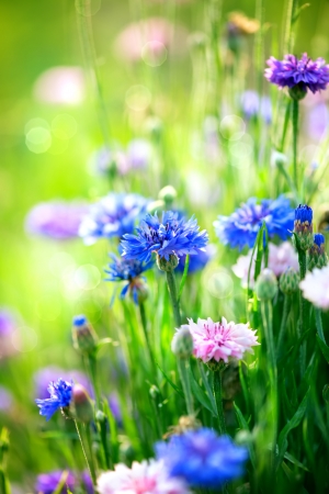 Cornflowers  Wild Blue Flowers Blooming  Closeup Image の写真素材