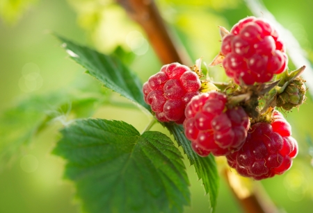 Raspberry  Growing Organic Berries closeupの写真素材