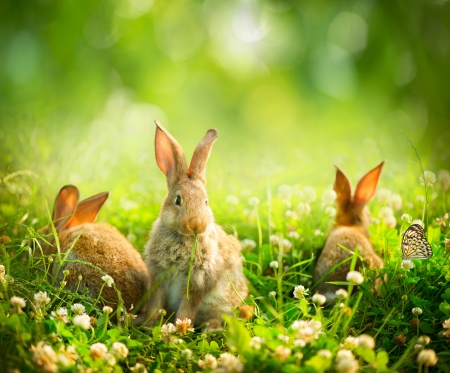 Rabbits  Art Design of Cute Little Easter Bunnies in the Meadow の写真素材