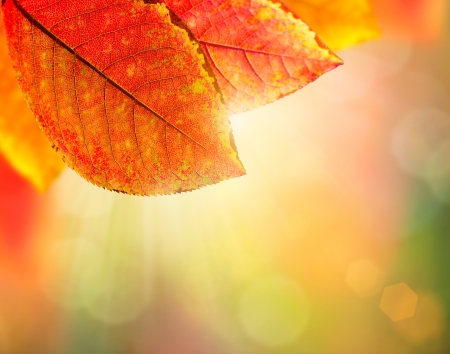 Autumn Background  Beautiful Colorful Leaves and Sunlight の写真素材