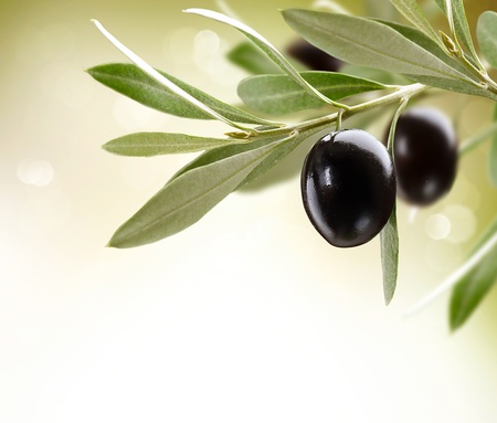 Olives  Black Ripe Olive on a treeの写真素材