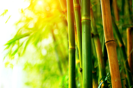 Bamboo Forestの写真素材