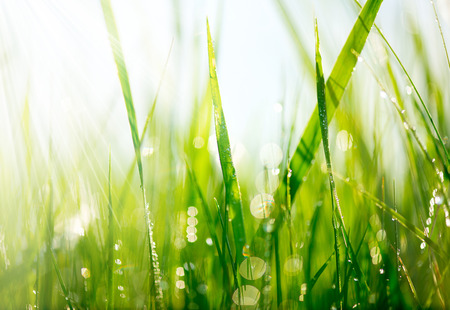 Fresh green grass with dew drops closeup  Soft Focus