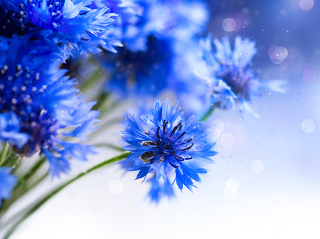 Cornflowers  Wild Blue Flowers Blooming  Border Art Designの写真素材