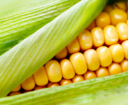 Sweet corn closeup  Fresh organic corn cob