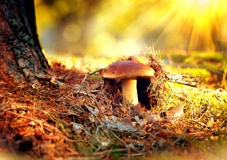 Cep mushroom growing in autumn forest. Boletus