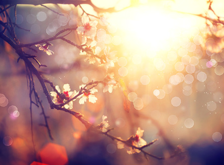 Spring blossom background. Beautiful scene with blooming tree Spring blossom background. Beautiful scene with blooming tree