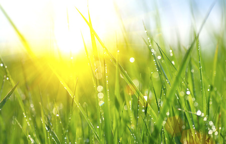 Grass. Fresh green spring grass with dew drops closeup