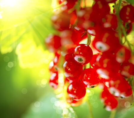 Redcurrant. Ripe and fresh organic red currant berriesの写真素材