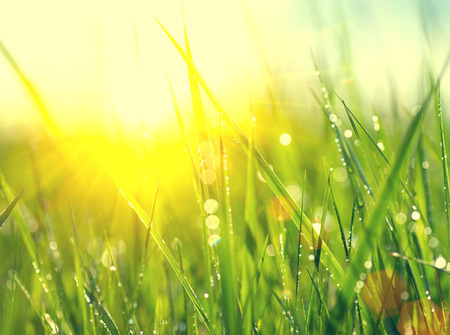 Grass. Fresh green spring grass with dew drops closeup