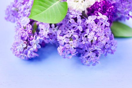 Lilac flowers bunch over blue wooden backgroundの写真素材