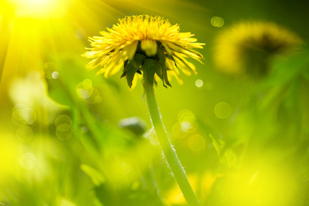 Dandelion flowers growing on spring fieldの写真素材