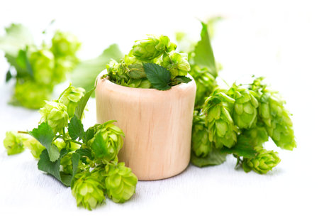 Hop in light wooden bowl over white table. Green whole hops with leaves close up isolated over white...