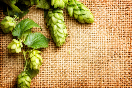 Hop branch close-up over Burlap background. Beer production ingredient. Beautiful vintage backdrop of fresh hops over shabby sack linen texture. Brewing concept. Retro styleの写真素材