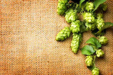 Fresh Branch of Hop with leaves close up on Burlap background. Hop close up. Ingredients for Beer. Brewing beer ingredients. Brewery concept. Texture burlap backdrop. Copy space for your textの写真素材