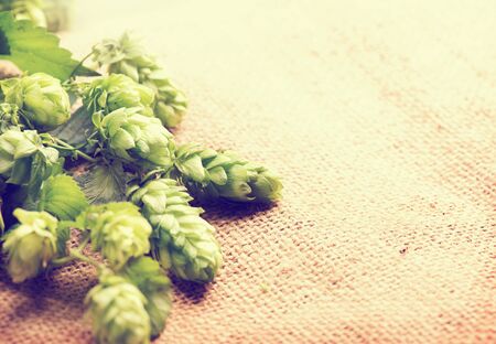 Hop on burlap close up. Branch of Hops with cones over sack linen texture vintage style. Ingredients for beer. Brewery. Beer brewing concept. Retro style. Copy space for your textの写真素材