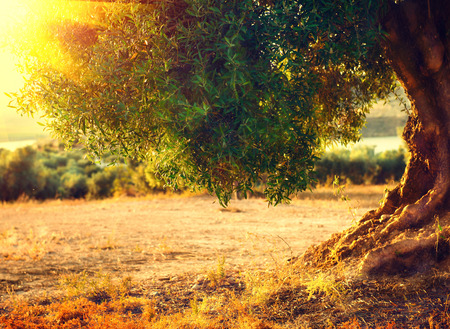 Olive tree in the sunlight. Mediterranean olive field with old olive tree. Agricultural landscape. Healthy nutrition concept