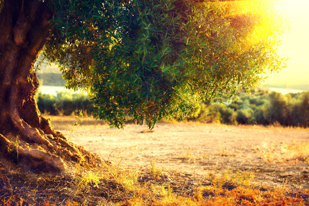 Olive trees. Plantation of olive trees at sunset. Mediterranean olive field with old olive tree. Vegetable produce industry. Seasonal nature