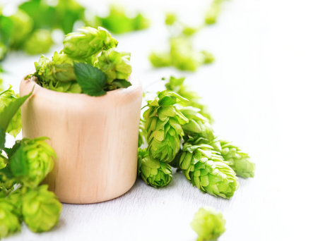 Fresh hop in wooden bowl on white table. Green whole hops. Beer brewery conceptの写真素材