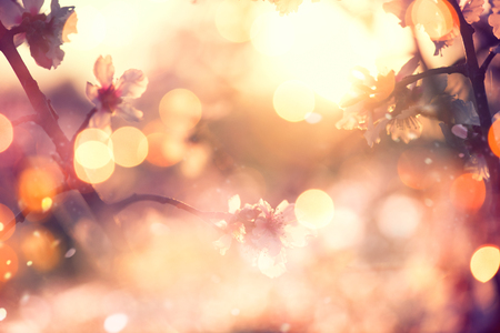 Beautiful nature scene with blooming tree and sun flareの写真素材