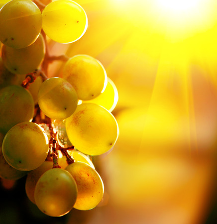 Grape. Bunch of grapes on grapevine growing in vineyardの写真素材