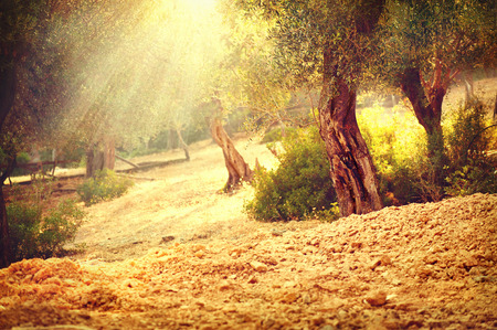 Olive trees garden. Mediterranean olive orchard with old olive treeの写真素材