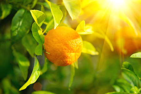 Ripe orange or tangerine hanging on a treeの写真素材